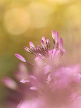 牧歌の里に投稿された画像（2025/8/11）