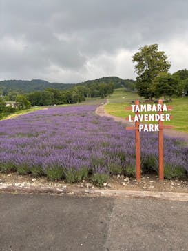 たんばらラベンダーパークに投稿された画像（2025/8/11）