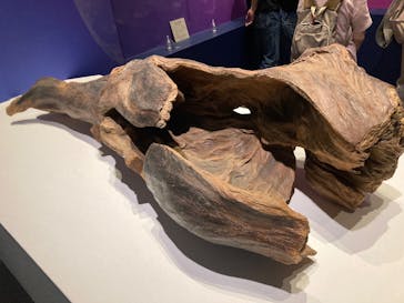 正倉院 THE SHOW －感じる。いま、ここにある奇跡－に投稿された画像（2025/8/11）