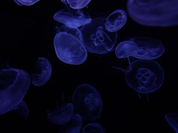 城崎マリンワールドに投稿された画像（2025/8/11）