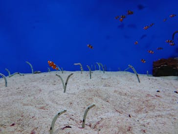 城崎マリンワールドに投稿された画像（2025/8/11）