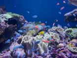 仙台うみの杜水族館に投稿された画像（2025/8/11）