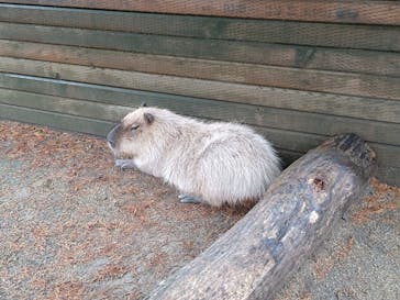 那須どうぶつ王国に投稿された画像（2025/8/11）