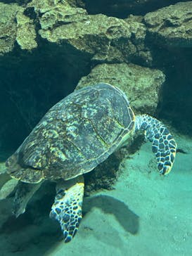 名古屋港水族館に投稿された画像（2025/8/11）