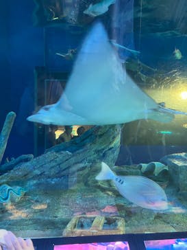しながわ水族館に投稿された画像（2025/8/11）