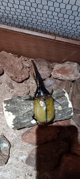 JOYPOLIS 特別イベントスペースに投稿された画像（2025/8/11）