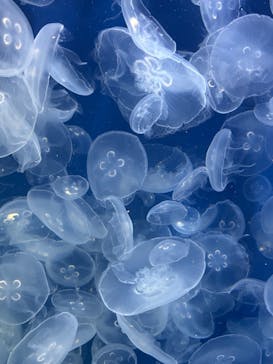 鴨川シーワールドに投稿された画像（2025/8/11）