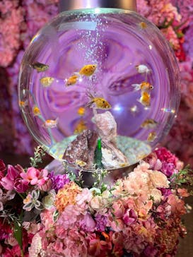 錦鯉・金魚アクアリウム in ときメッセに投稿された画像（2025/8/11）