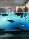 名古屋港水族館に投稿された画像（2025/8/11）