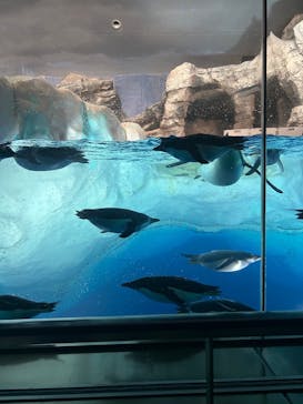 名古屋港水族館に投稿された画像（2025/8/11）