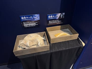 新江ノ島水族館に投稿された画像（2025/8/11）