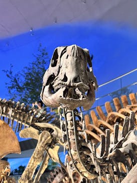 福井県立恐竜博物館に投稿された画像（2025/8/11）