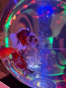 錦鯉・金魚アクアリウム in ときメッセに投稿された画像（2025/8/11）