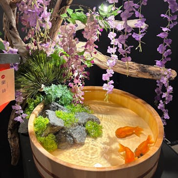 錦鯉・金魚アクアリウム in ときメッセに投稿された画像（2025/8/11）