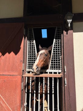 ノーザンホースパークに投稿された画像（2025/8/11）