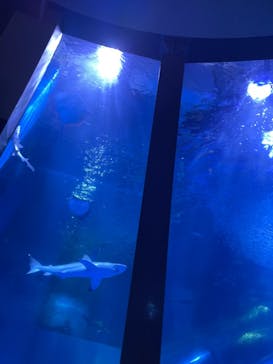 横浜・八景島シーパラダイスに投稿された画像（2025/8/11）