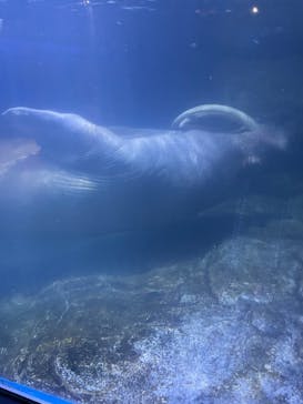横浜・八景島シーパラダイスに投稿された画像（2025/8/11）