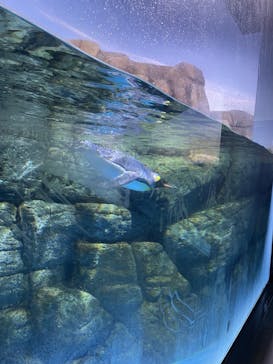 横浜・八景島シーパラダイスに投稿された画像（2025/8/11）