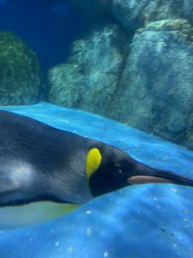 横浜・八景島シーパラダイスに投稿された画像（2025/8/11）