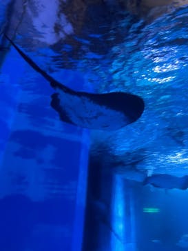 横浜・八景島シーパラダイスに投稿された画像（2025/8/11）