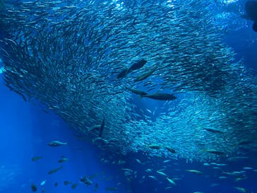 アクアワールド茨城県大洗水族館に投稿された画像（2025/8/11）