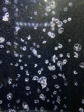 アクアワールド茨城県大洗水族館に投稿された画像（2025/8/11）