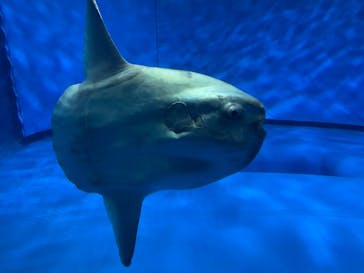 アクアワールド茨城県大洗水族館に投稿された画像（2025/8/11）