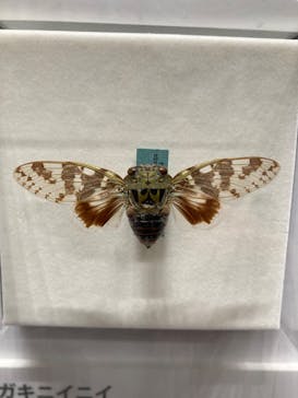 特別展 『昆虫 MANIAC』に投稿された画像（2025/8/11）