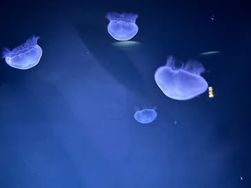 サンシャイン水族館に投稿された画像（2025/8/11）