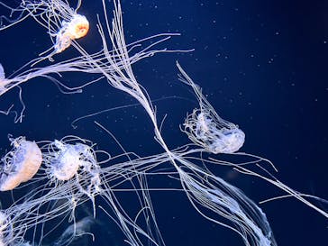 サンシャイン水族館に投稿された画像（2025/8/11）