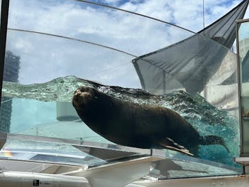 サンシャイン水族館に投稿された画像（2025/8/11）