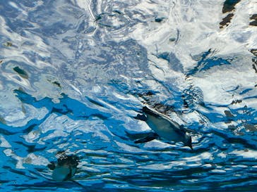 サンシャイン水族館に投稿された画像（2025/8/11）