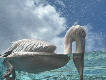 サンシャイン水族館に投稿された画像（2025/8/11）