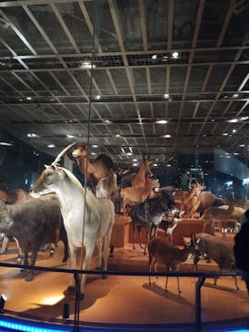 国立科学博物館に投稿された画像（2025/8/11）