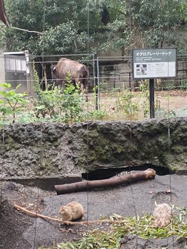 恩賜上野動物園に投稿された画像（2025/8/11）