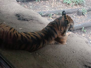恩賜上野動物園に投稿された画像（2025/8/11）