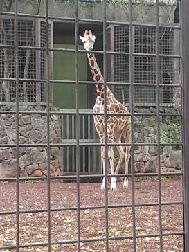 恩賜上野動物園に投稿された画像（2025/8/11）