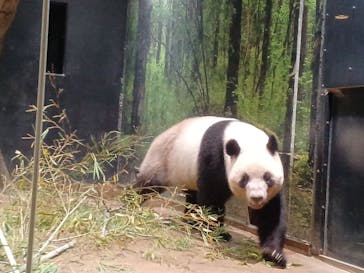 恩賜上野動物園に投稿された画像（2025/8/11）