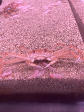 城崎マリンワールドに投稿された画像（2025/8/11）