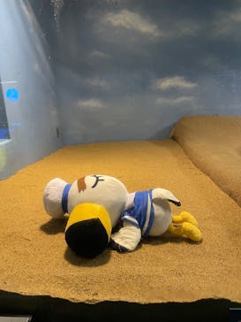 マリンワールド海の中道に投稿された画像（2025/8/11）