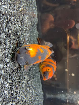 錦鯉・金魚アクアリウム in ときメッセに投稿された画像（2025/8/11）