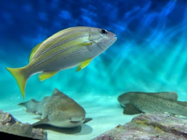 アクアワールド茨城県大洗水族館に投稿された画像（2025/8/11）