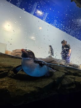 マクセル アクアパーク品川に投稿された画像（2025/8/11）