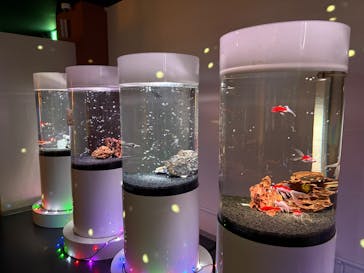 NARA KINGYO MUSEUMに投稿された画像（2025/8/11）