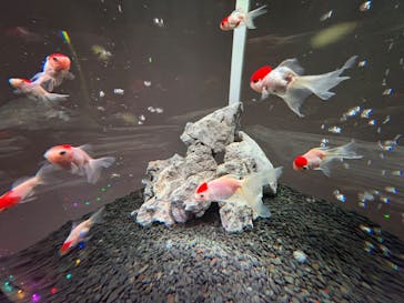 NARA KINGYO MUSEUMに投稿された画像（2025/8/11）