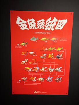 NARA KINGYO MUSEUMに投稿された画像（2025/8/11）