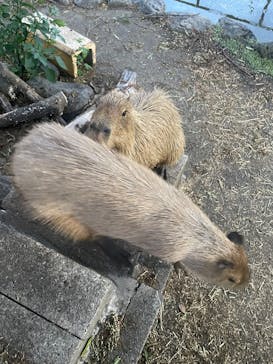 日立市かみね動物園に投稿された画像（2025/8/11）