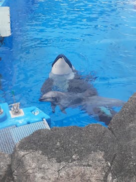 名古屋港水族館に投稿された画像（2025/8/11）