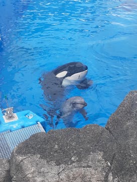 名古屋港水族館に投稿された画像（2025/8/11）