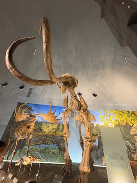 福井県立恐竜博物館に投稿された画像（2025/8/11）